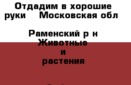 Отдадим в хорошие руки. - Московская обл., Раменский р-н Животные и растения » Собаки   